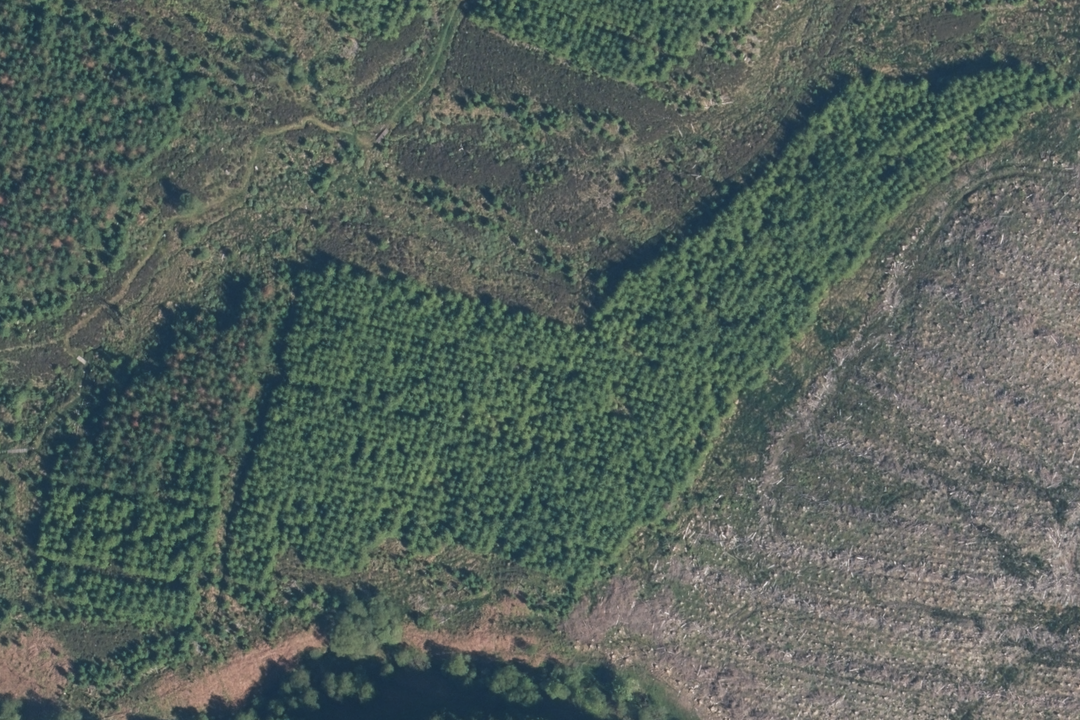 OS aerial imagery section over mixed woodland and cleared plantation showing forestry blocks, fire breaks and vegetation boundaries